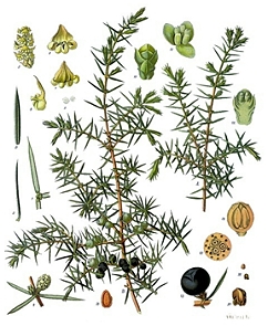 Afbeelding uit: Khlers Medizinal-Pflanzen